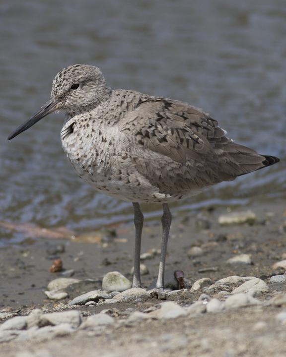 Willet Photo by Anthony Gliozzo