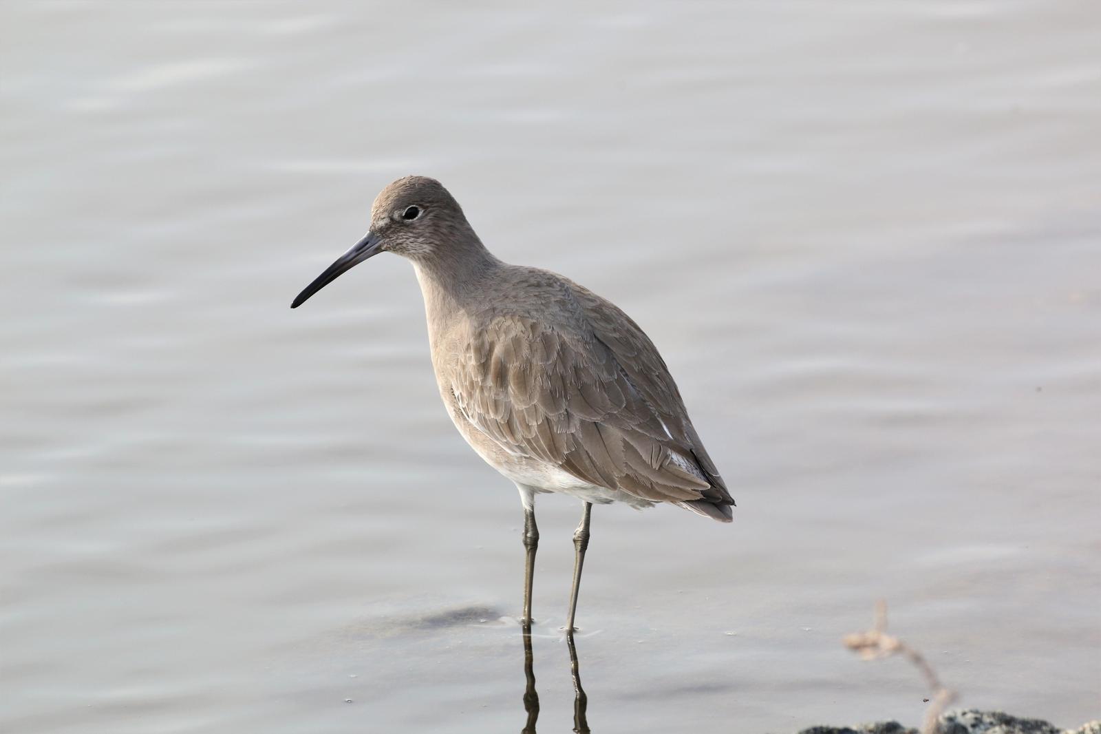 Willet Photo by Richard Jeffers