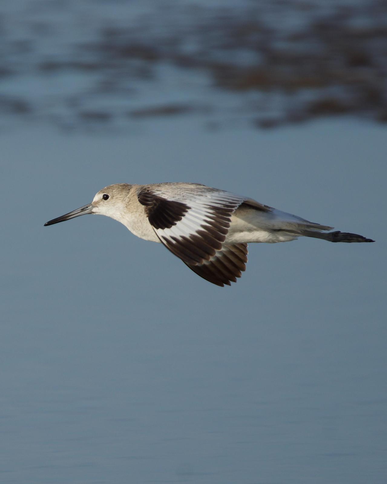 Willet Photo by Steve Percival