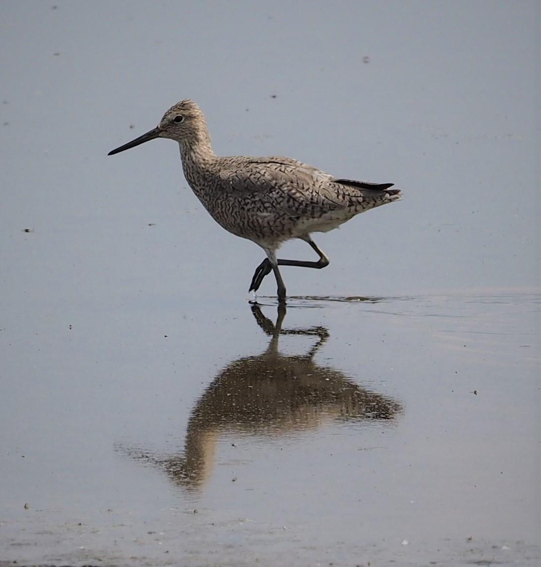 Willet Photo by Colin Hill