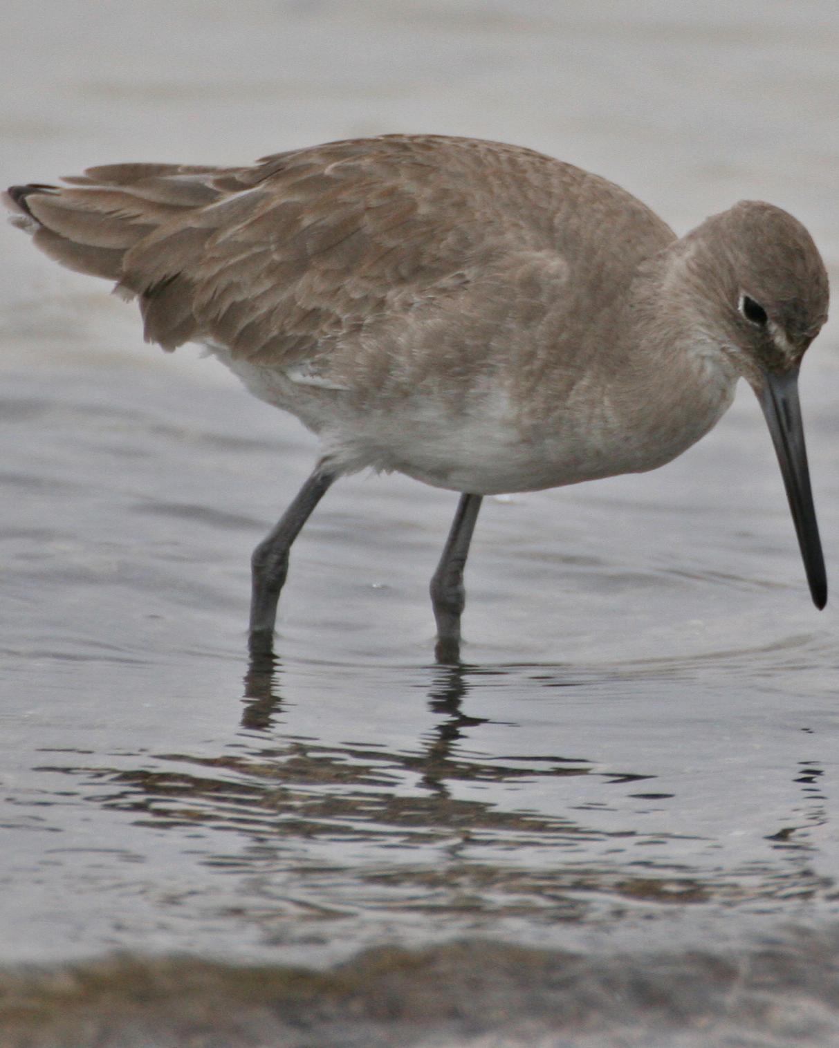 Willet (Eastern) Photo by Andrew Theus