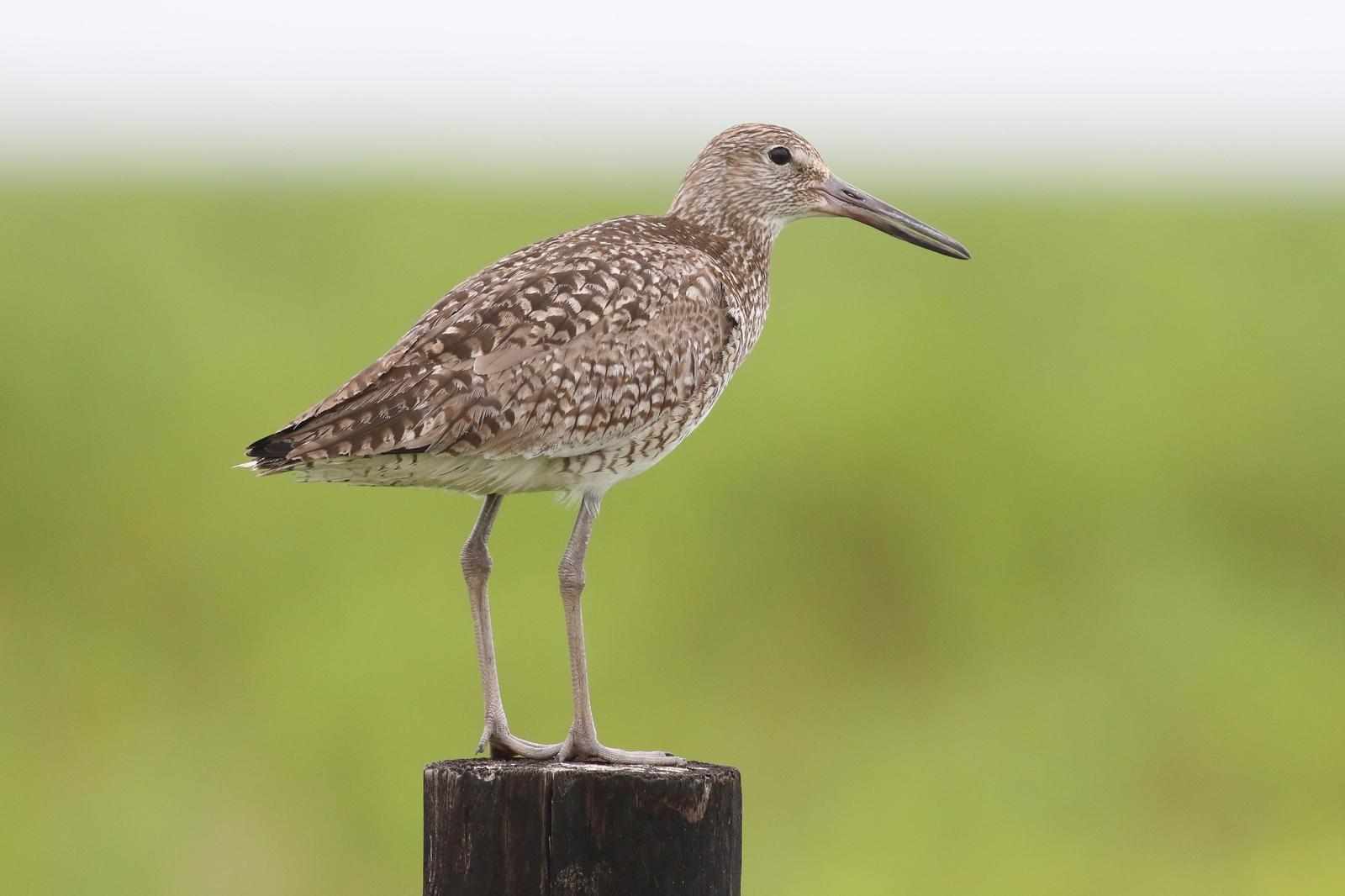 Willet (Eastern) Photo by Tom Ford-Hutchinson