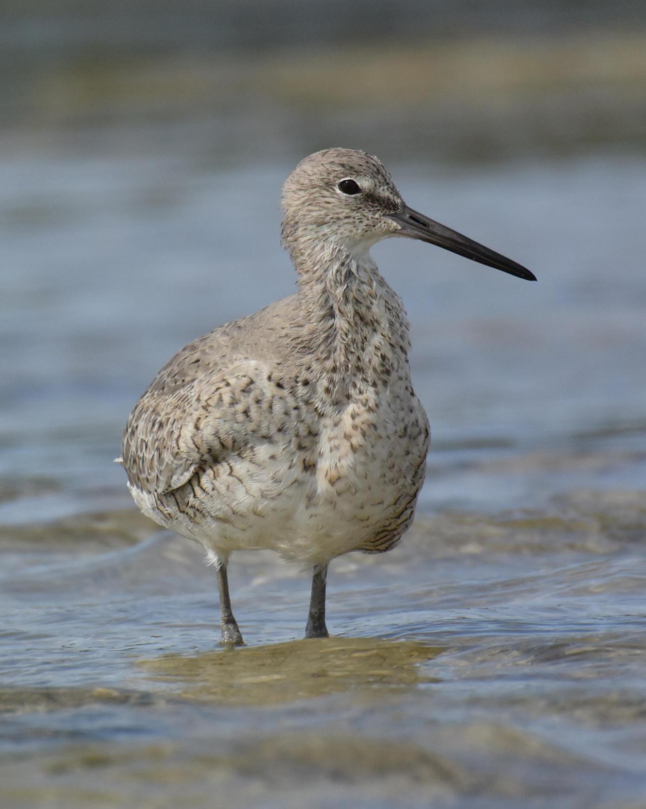 Willet (Eastern) Photo by Emily Percival