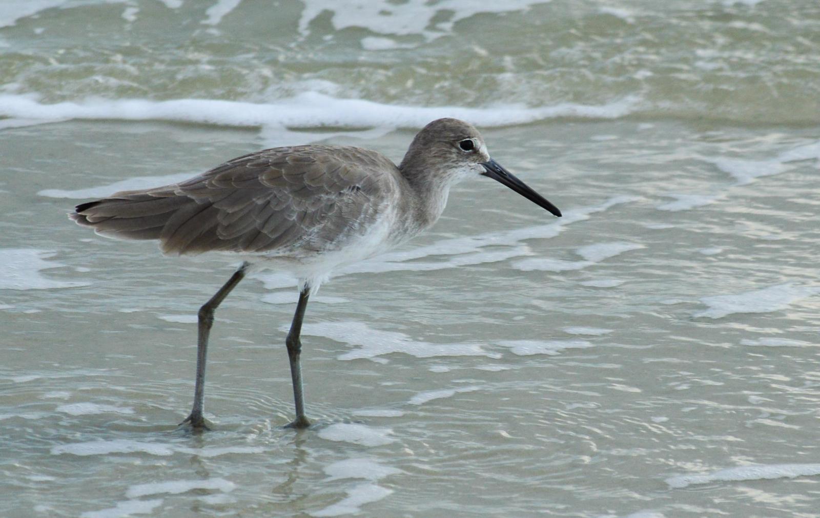 Willet (Eastern) Photo by Mike Ballentine