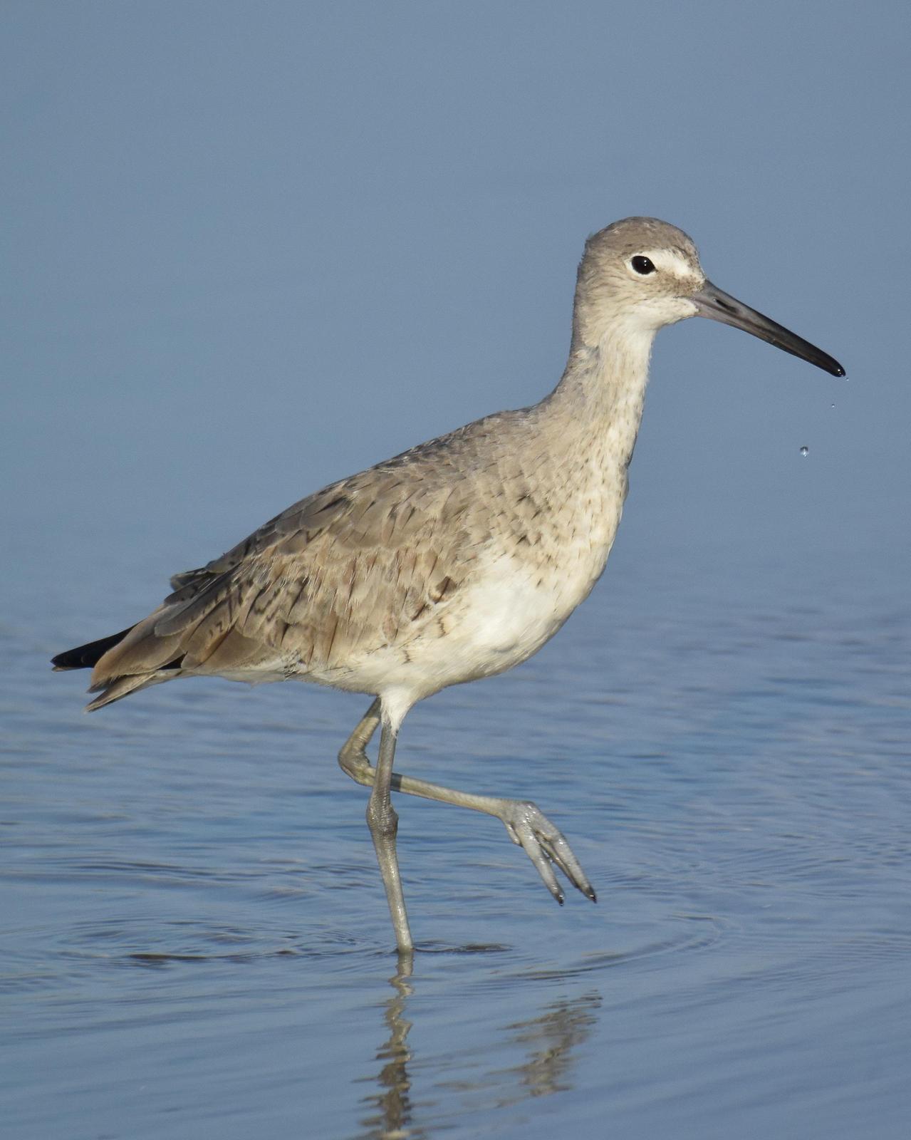 Willet (Eastern) Photo by Emily Percival