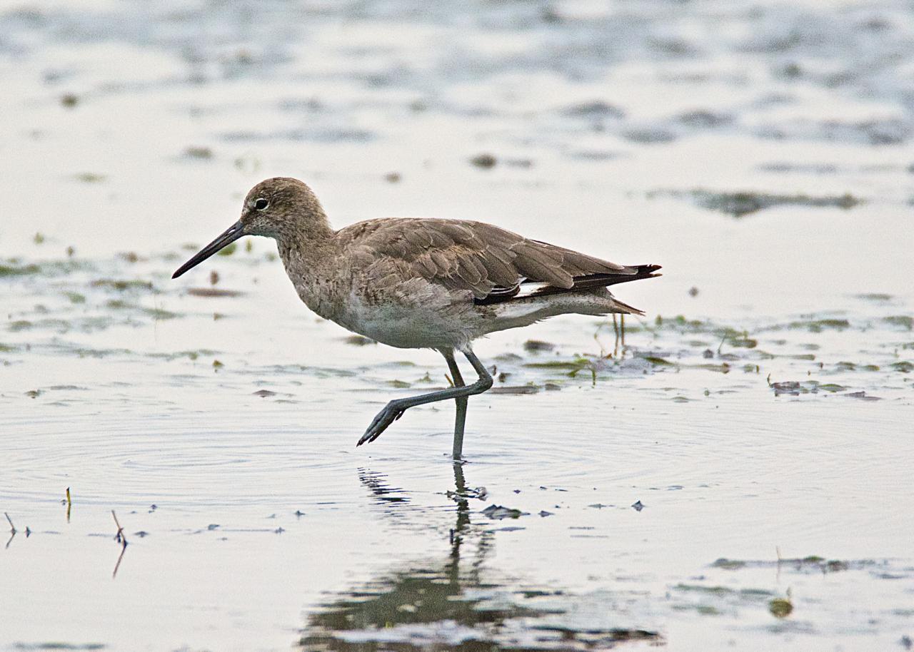 Willet (Western) Photo by Brian Avent
