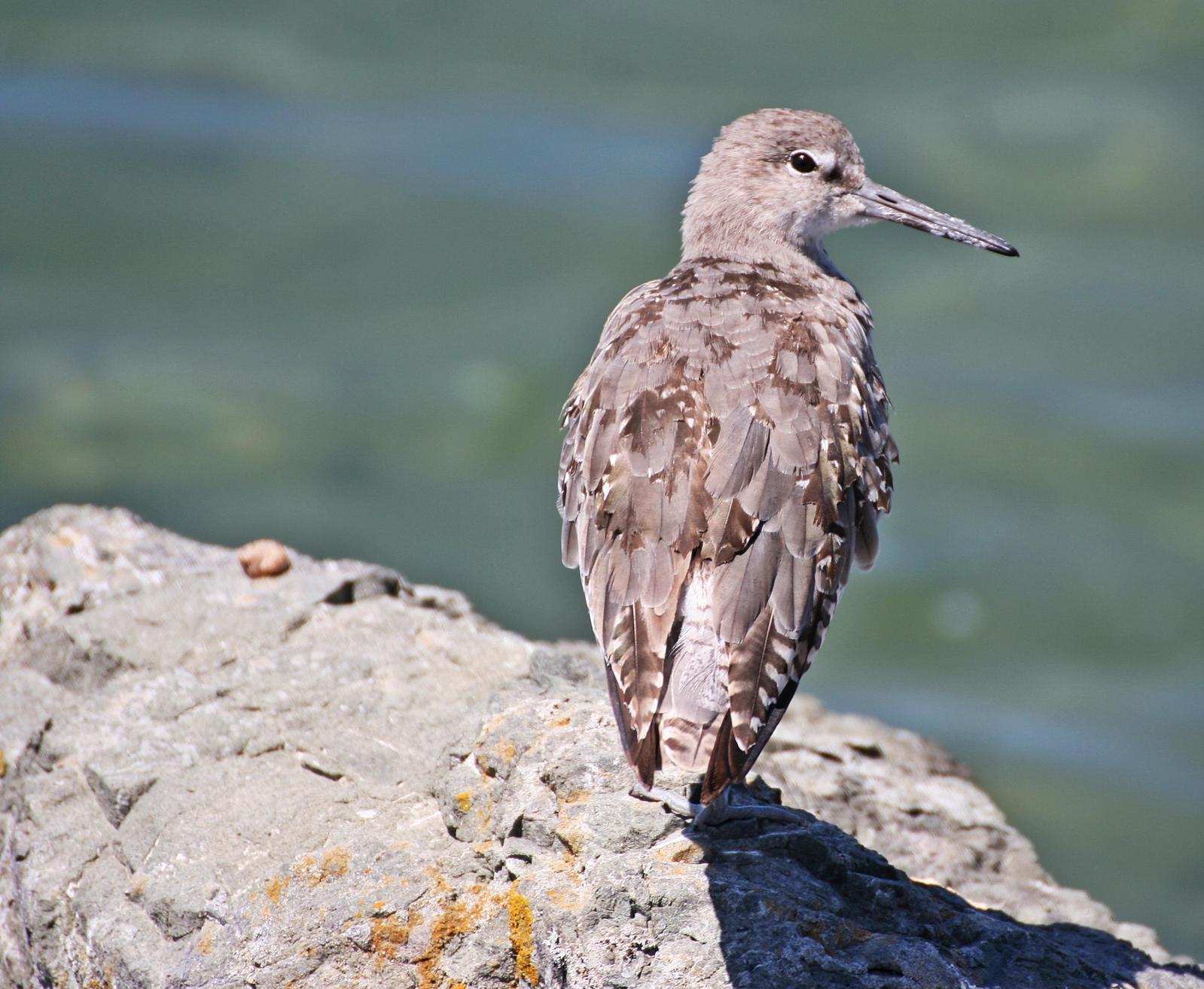 Willet (Western) Photo by Andrew Theus