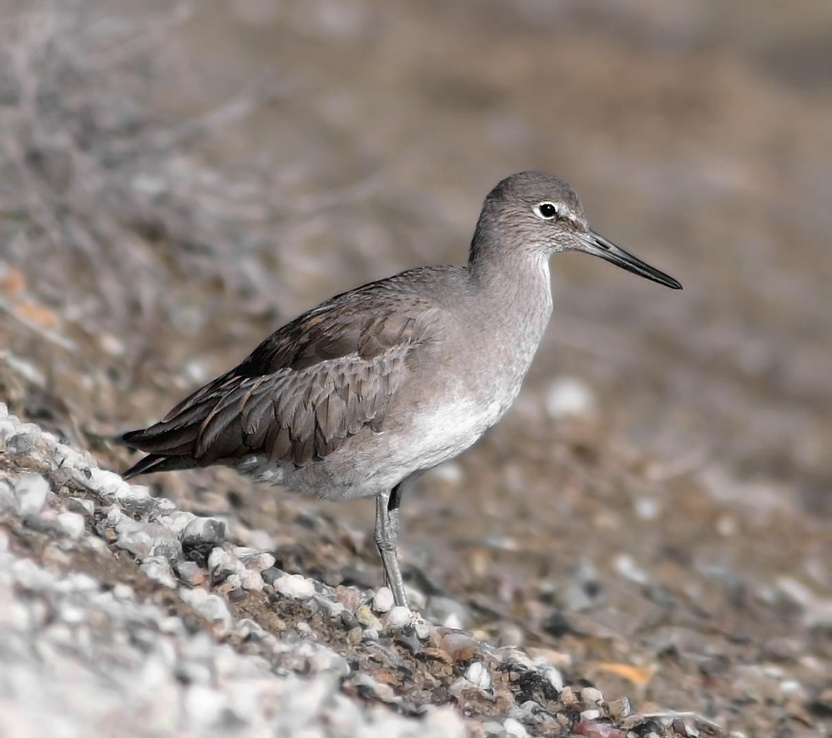 Willet (Western) Photo by Joseph Pescatore