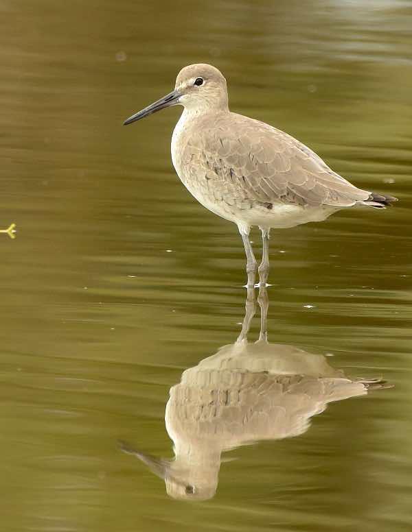 Willet (Western) Photo by Andrew Pittman