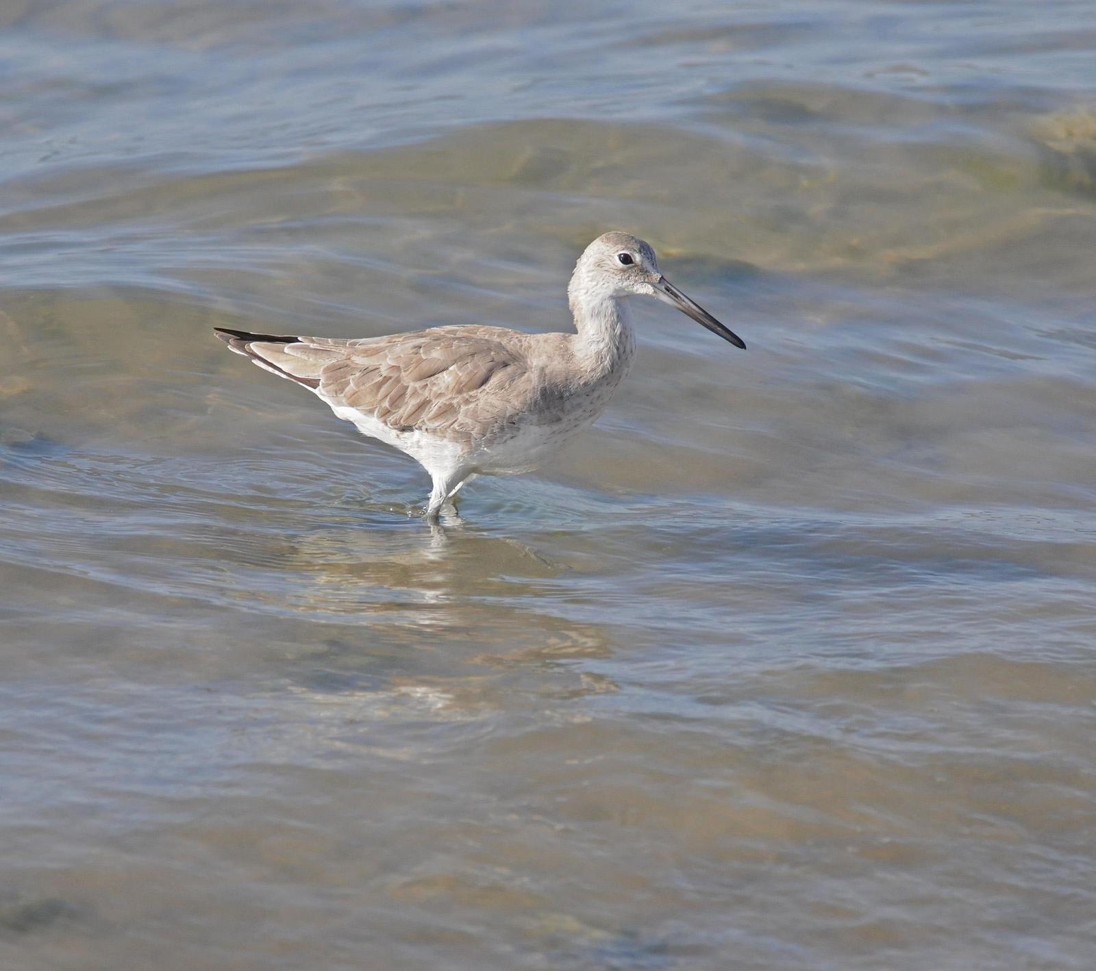 Willet (Western) Photo by Steven Mlodinow