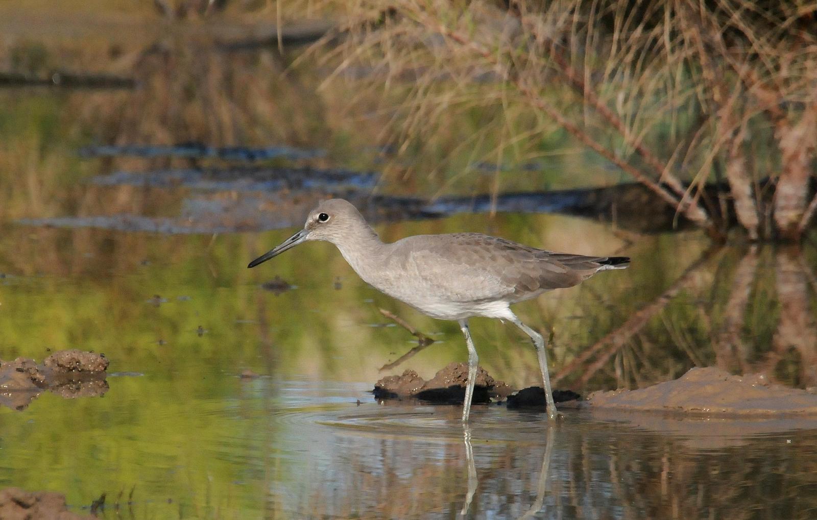 Willet (Western) Photo by Steven Mlodinow
