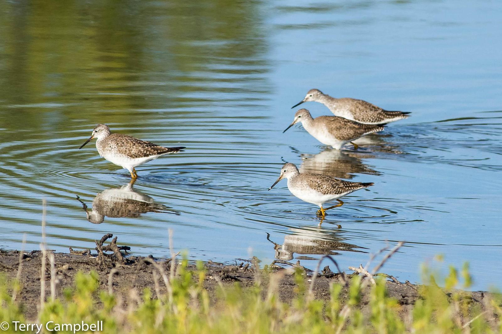 Lesser Yellowlegs Photo by Terry Campbell