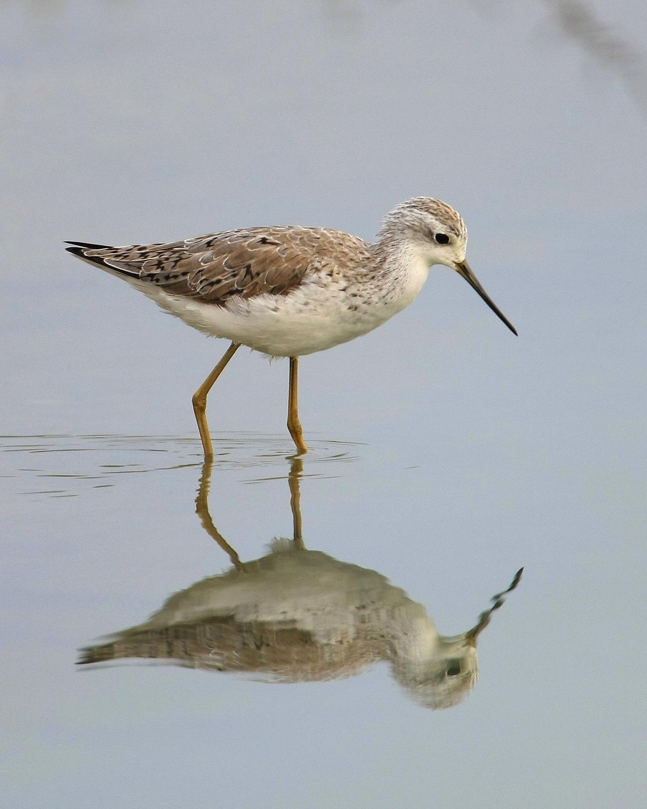 Marsh Sandpiper Photo by Monte Taylor