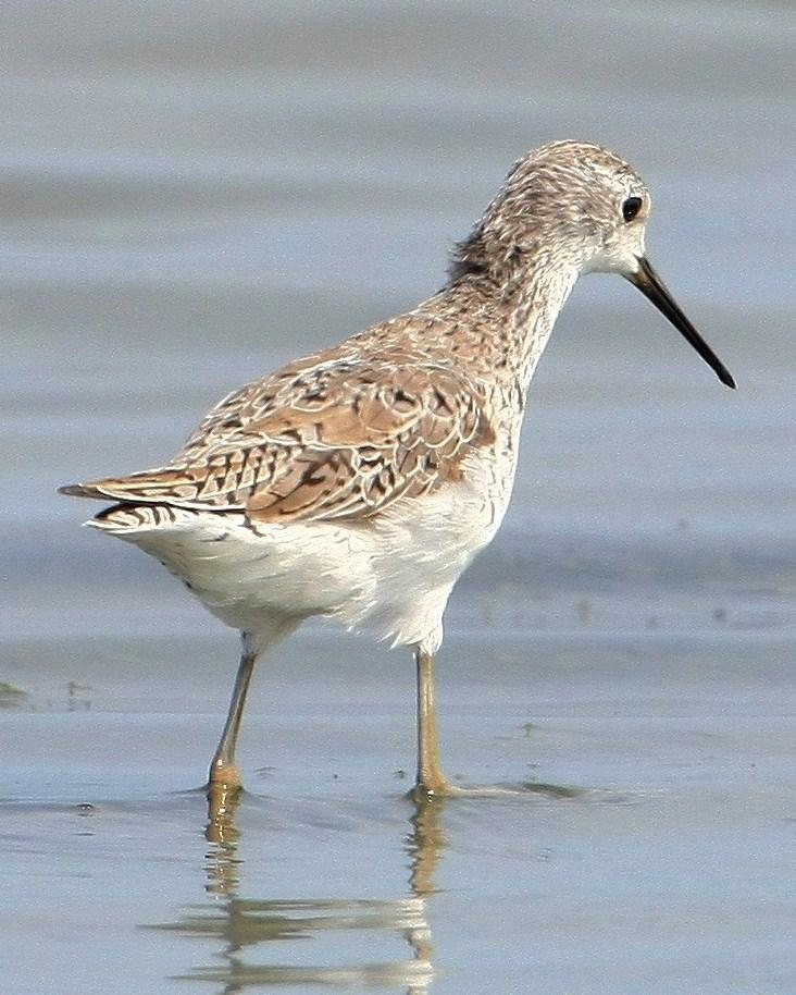 Marsh Sandpiper Photo by Monte Taylor