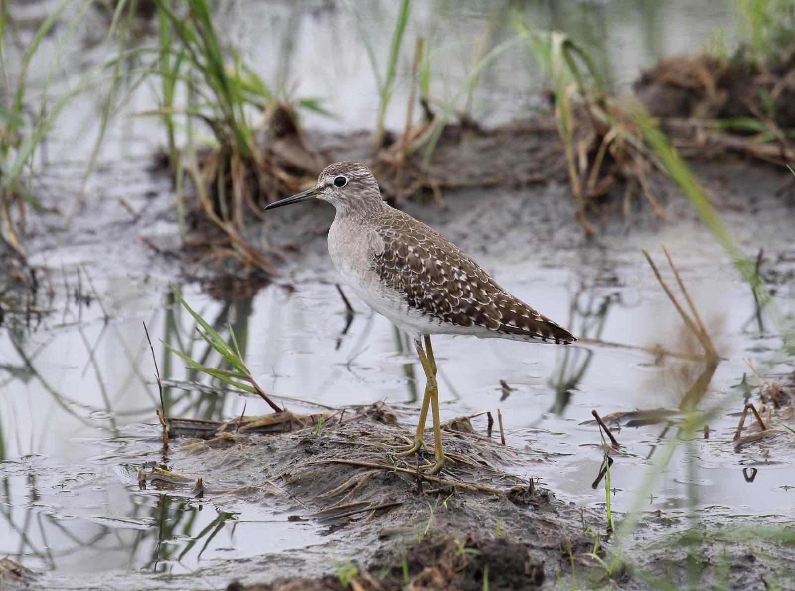 Wood Sandpiper Photo by Nate Dias