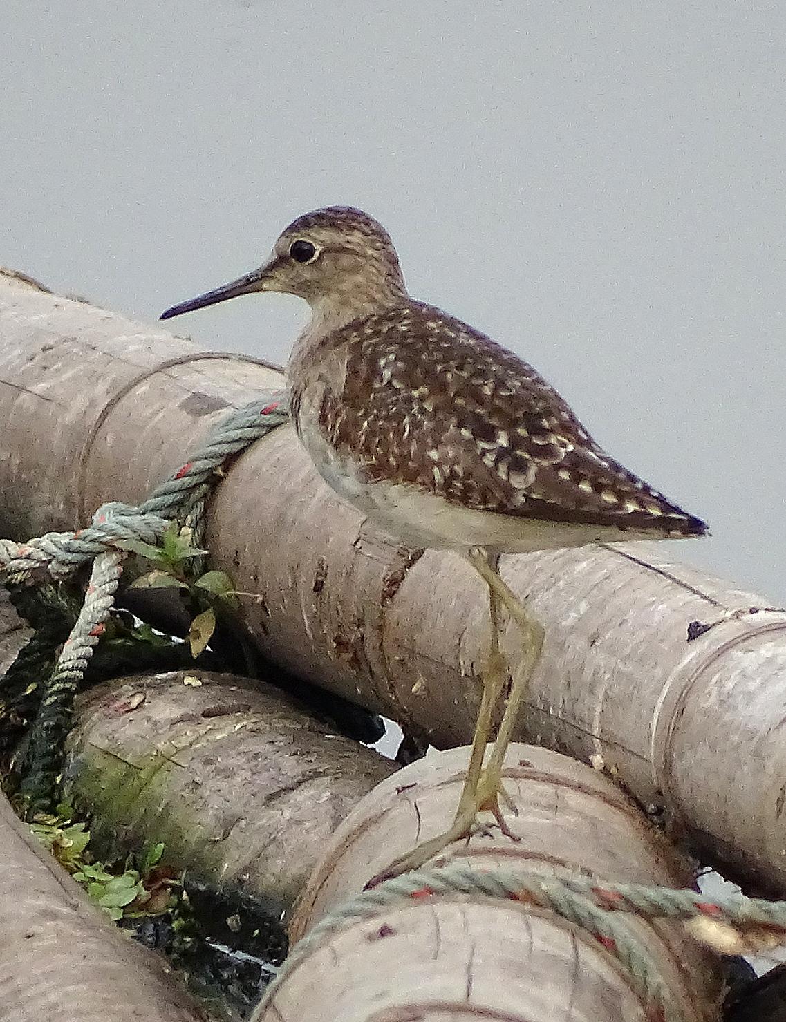 Wood Sandpiper Photo by Robert Behrstock