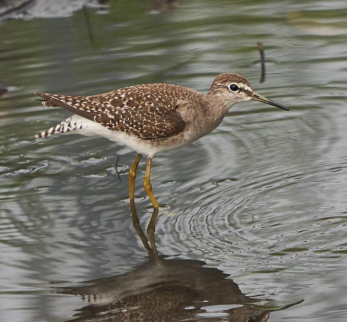 Wood Sandpiper Photo by Steven Cheong