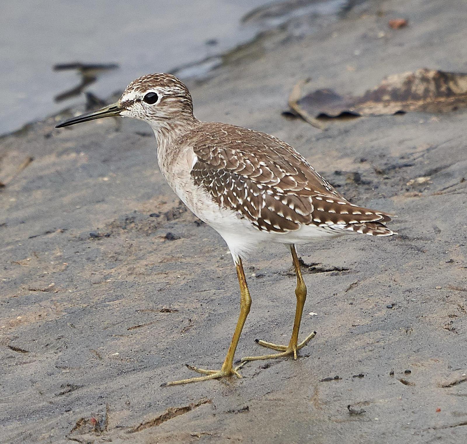 Wood Sandpiper Photo by Steven Cheong