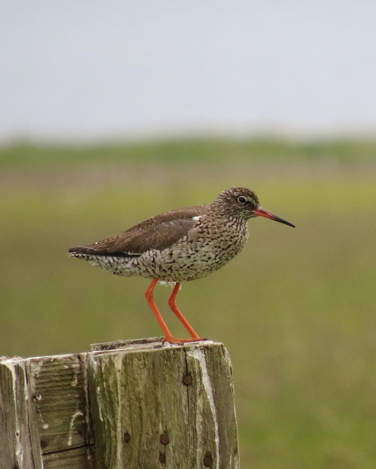 Common Redshank Photo by Robin Barker