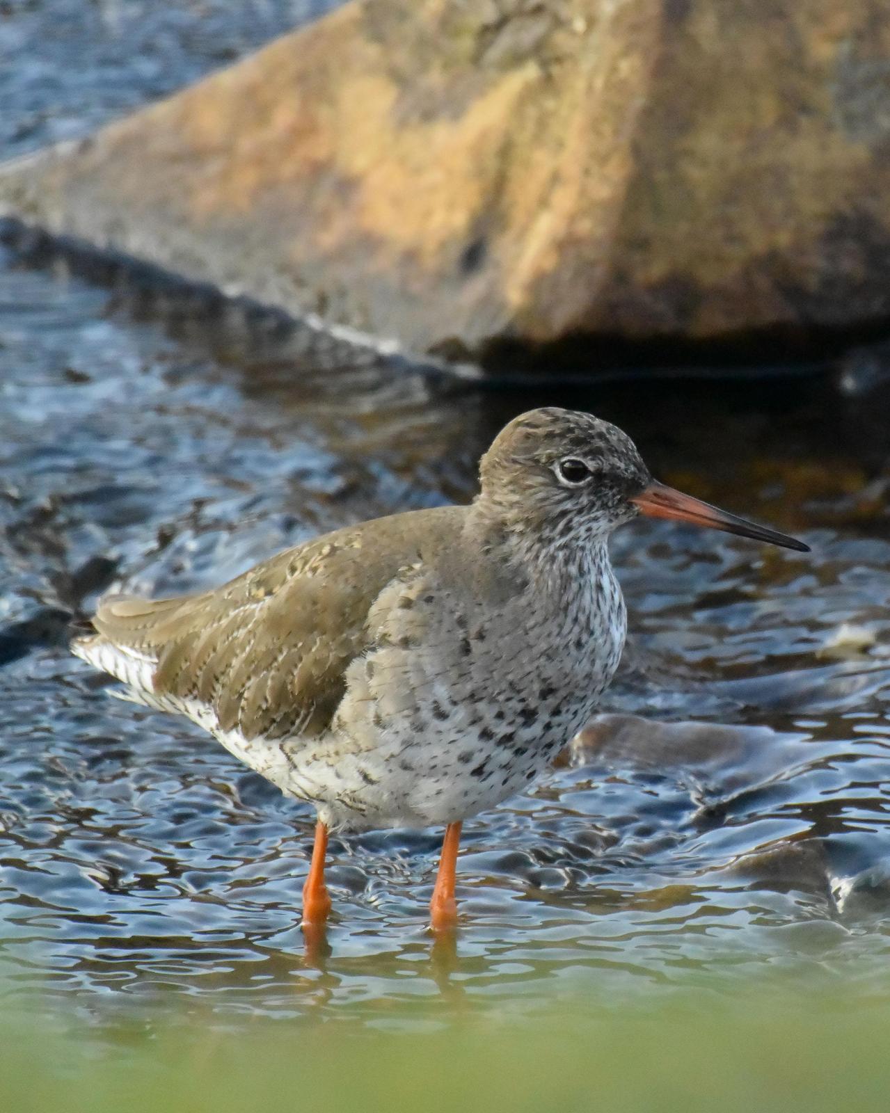 Common Redshank Photo by Emily Percival