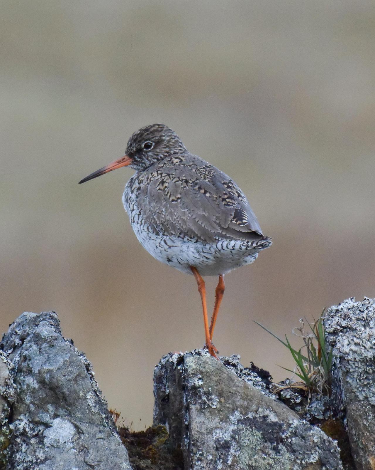 Common Redshank Photo by Emily Percival