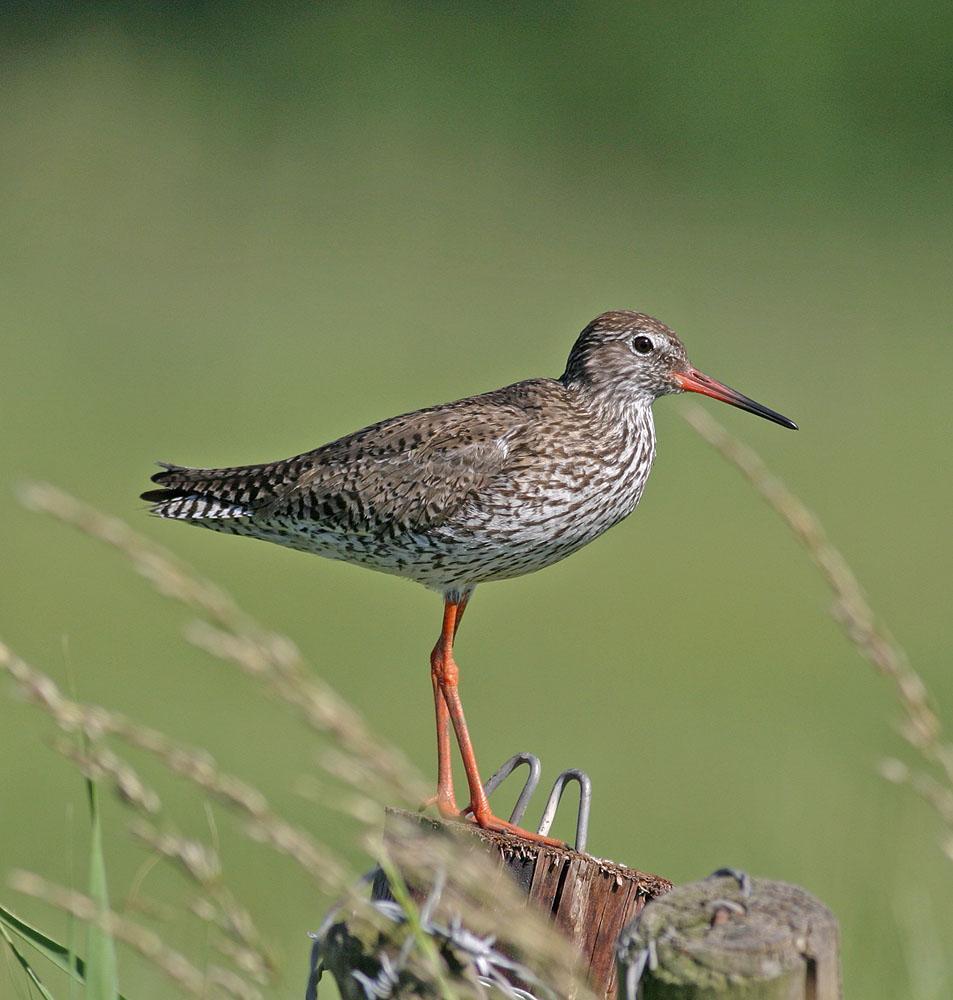 Common Redshank Photo by Peter Boesman
