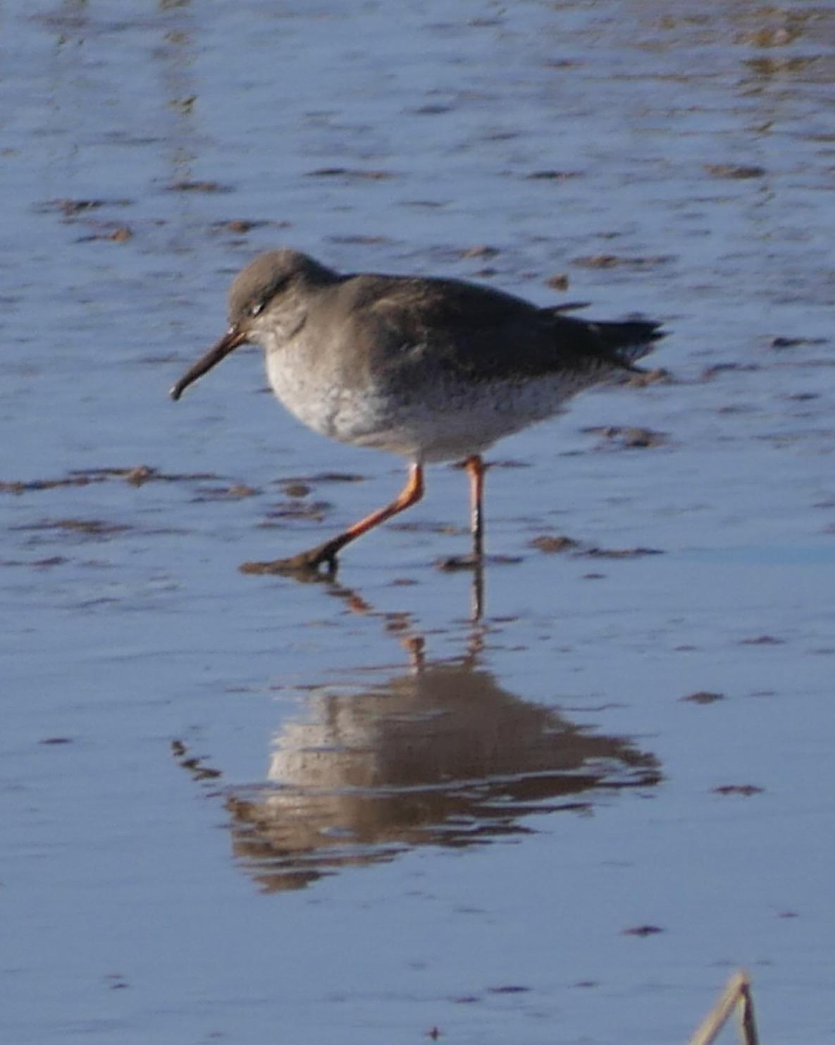 Common Redshank Photo by Peter Lowe