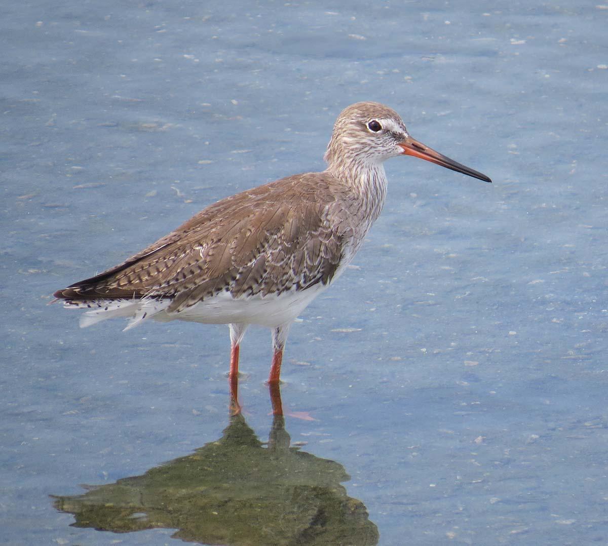 Common Redshank Photo by Peter Boesman