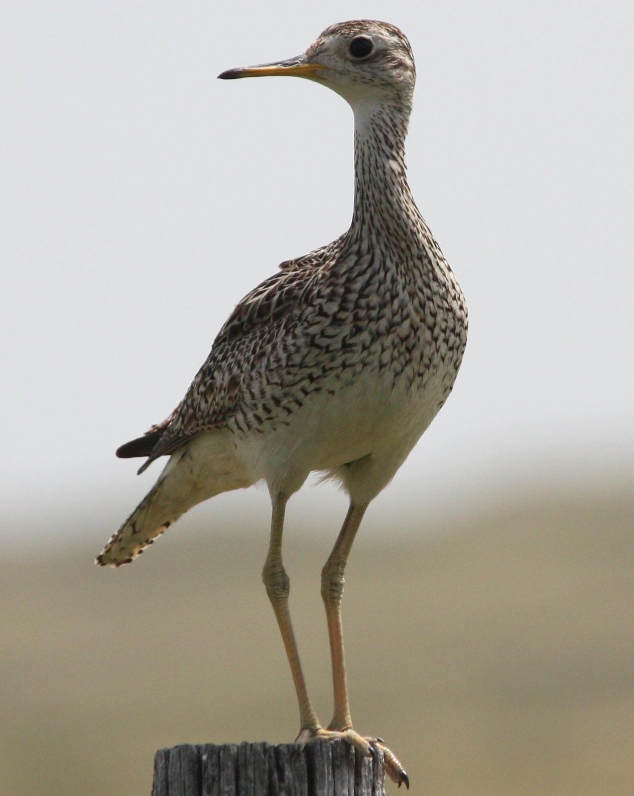 Upland Sandpiper Photo by Andrew Core