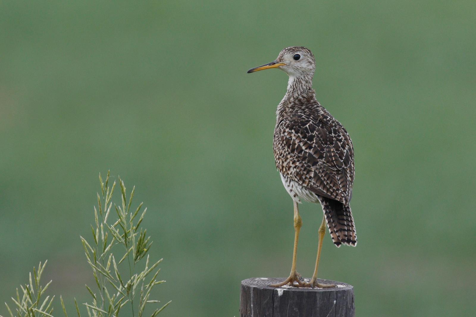 Upland Sandpiper Photo by Emily Willoughby
