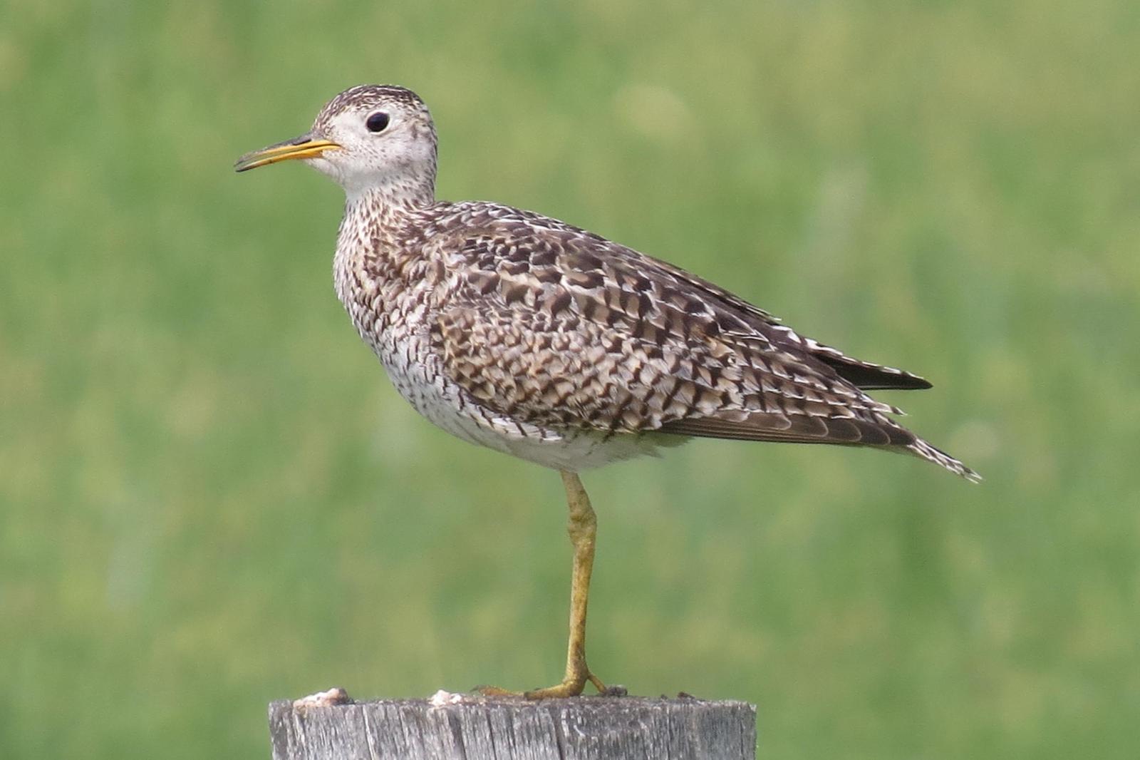 Upland Sandpiper Photo by Enid Bachman