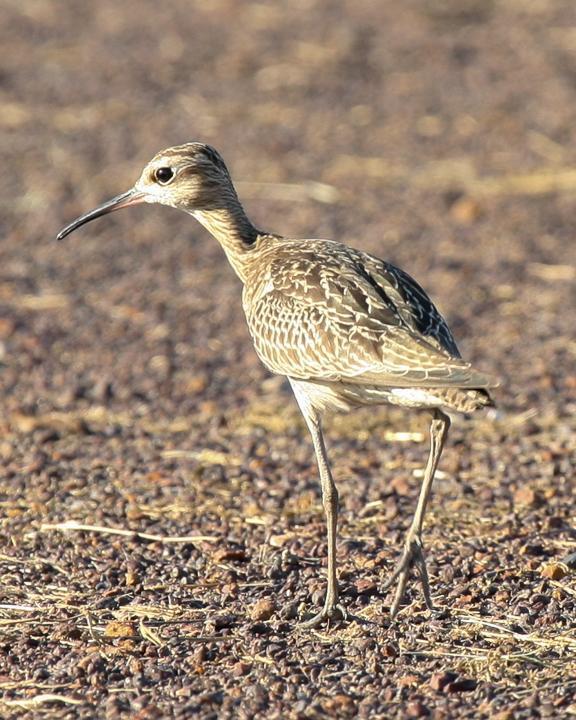 Little Curlew Photo by Robert Lewis