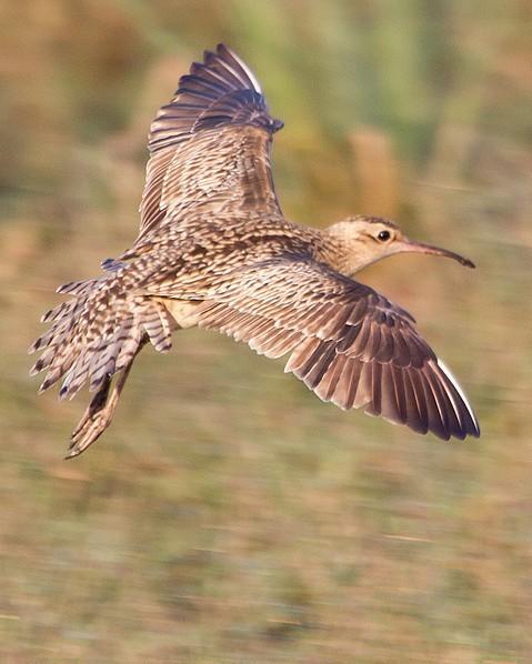 Little Curlew Photo by Mat Gilfedder