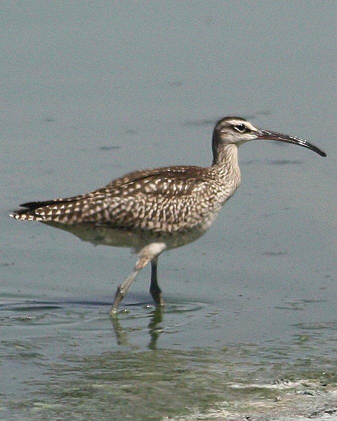 Whimbrel Photo by Andrew Core