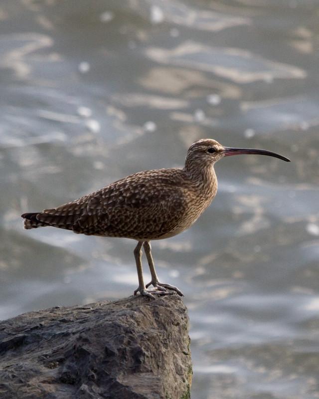 Whimbrel Photo by Natalie Raeber