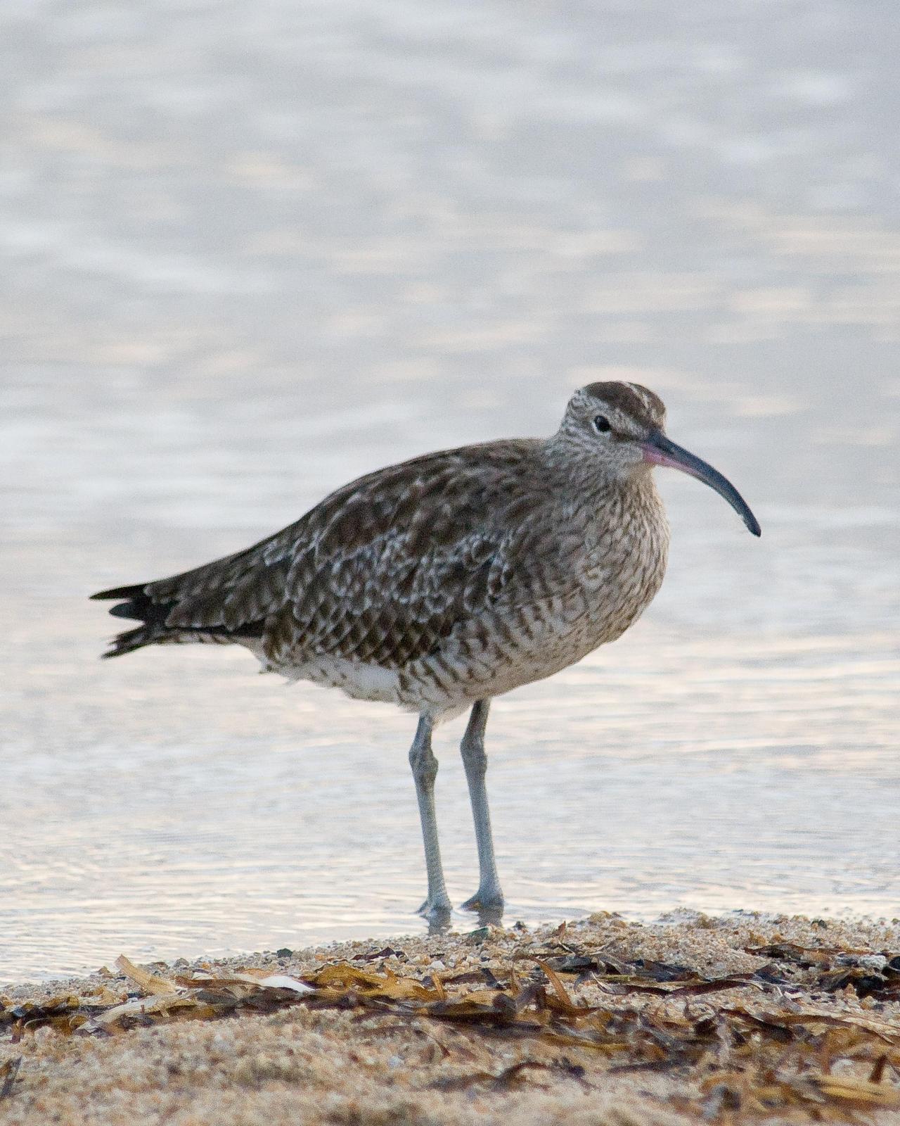 Whimbrel Photo by Steve Percival