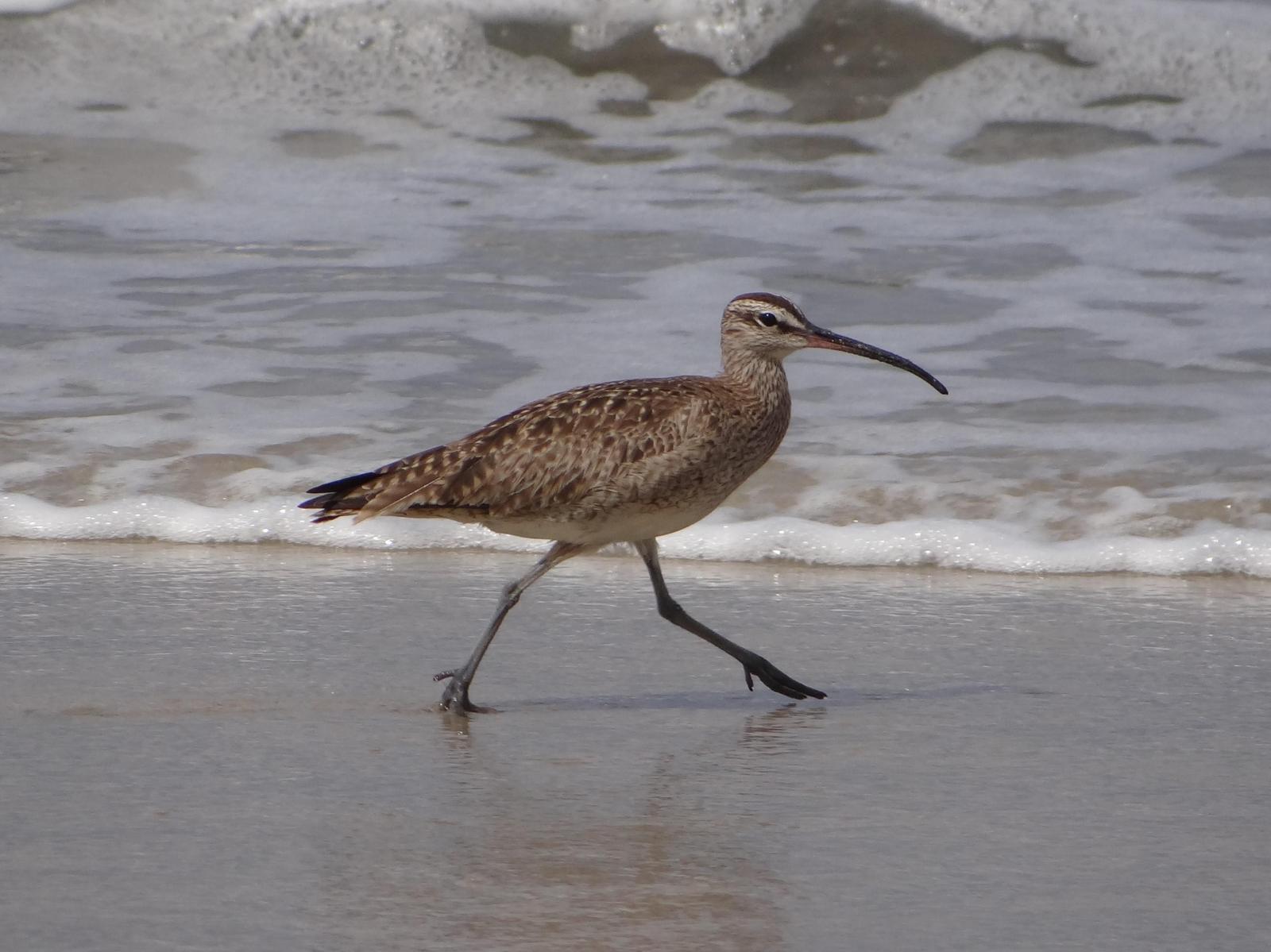 Whimbrel Photo by Jeff Hardy