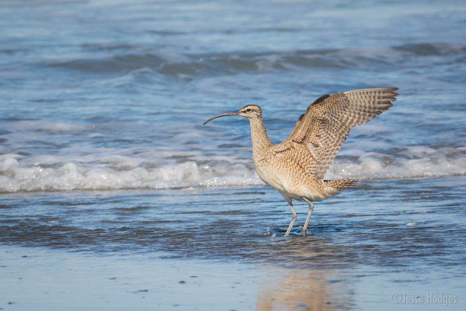Whimbrel Photo by Jesse Hodges