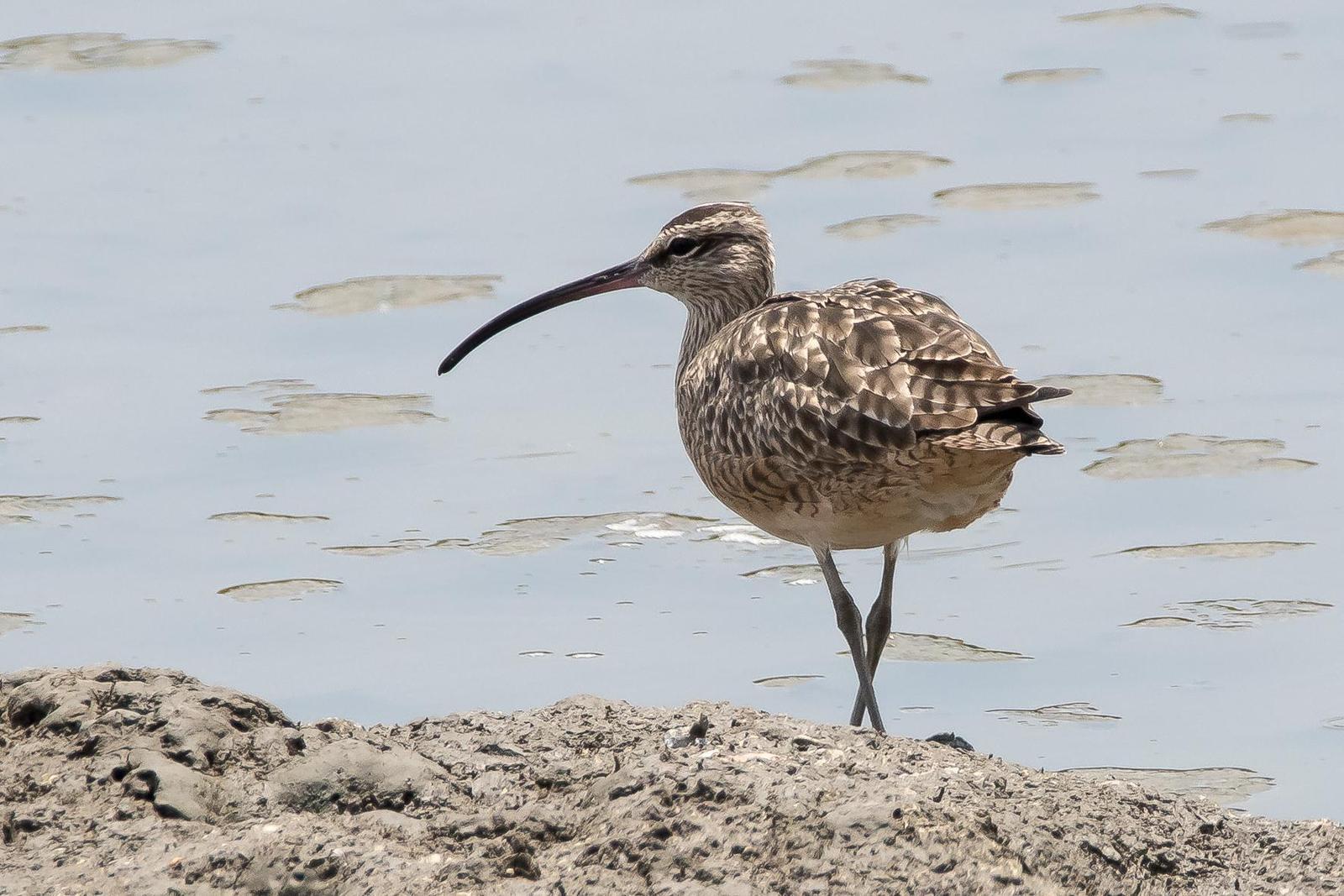 Whimbrel Photo by Gerald Hoekstra