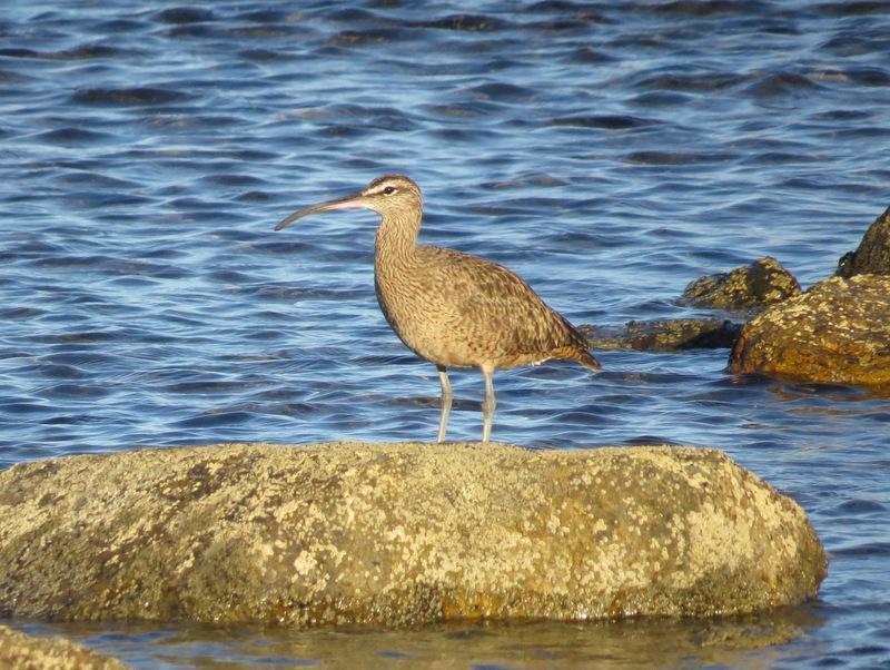 Whimbrel Photo by Jeff Harding