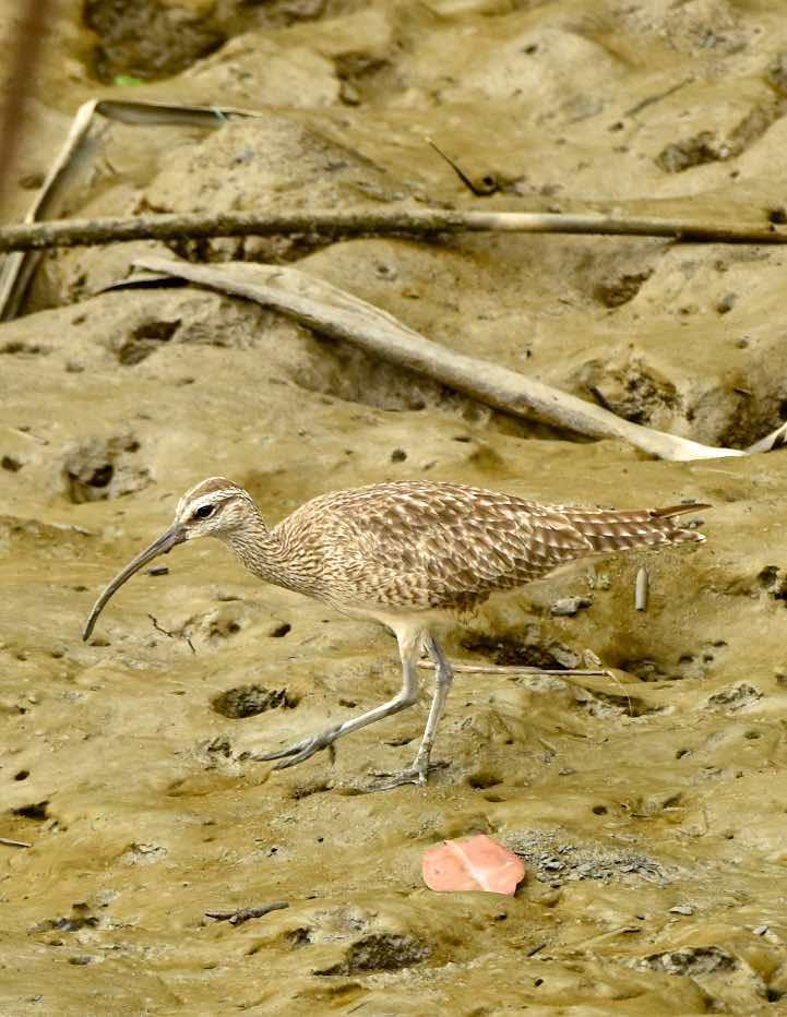 Whimbrel Photo by Andrew Pittman