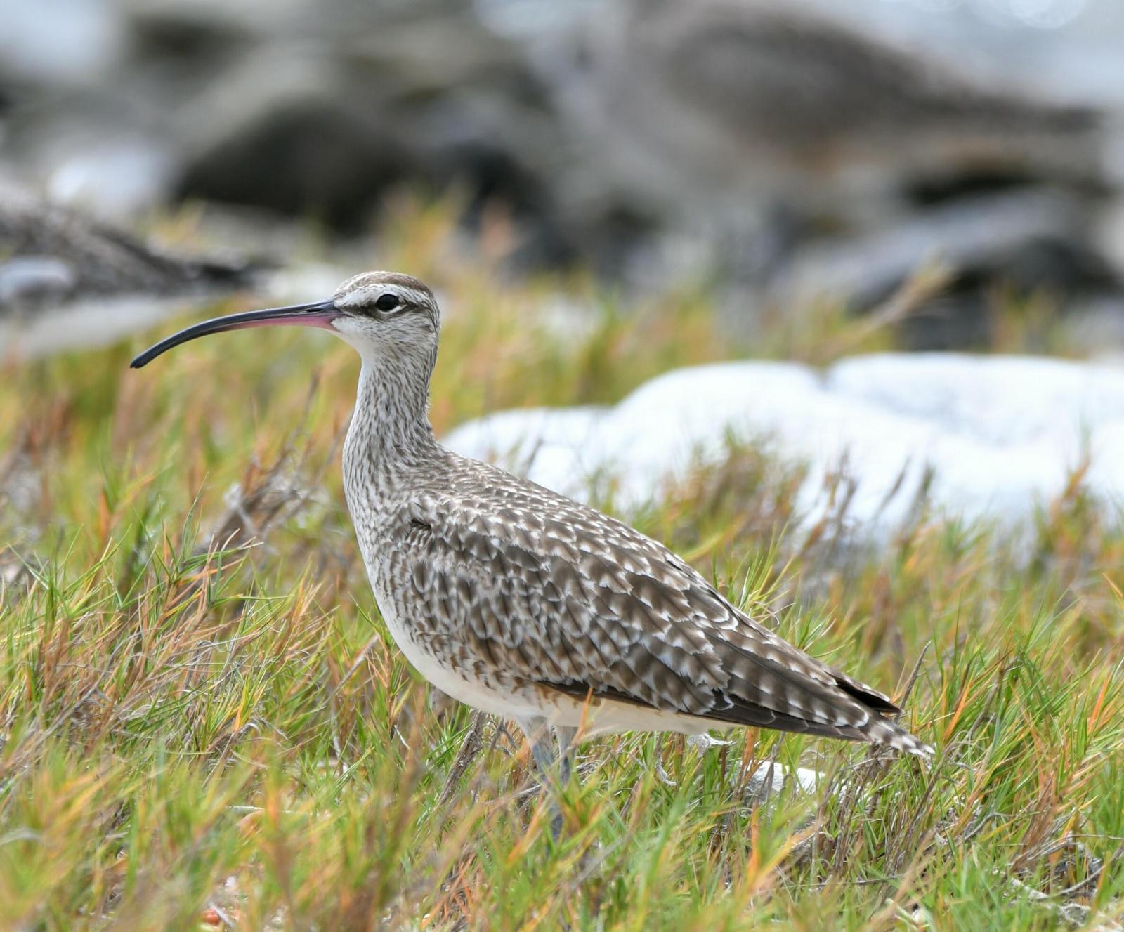 Whimbrel Photo by Michael Horn