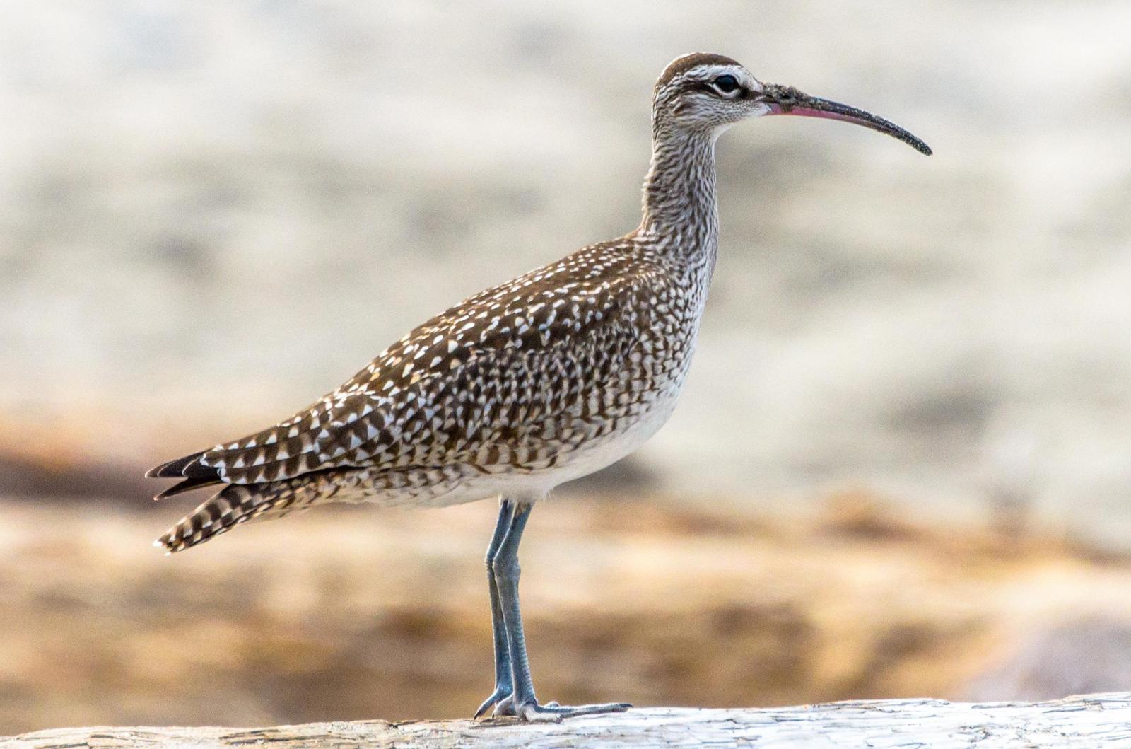 Whimbrel Photo by Scott Yerges