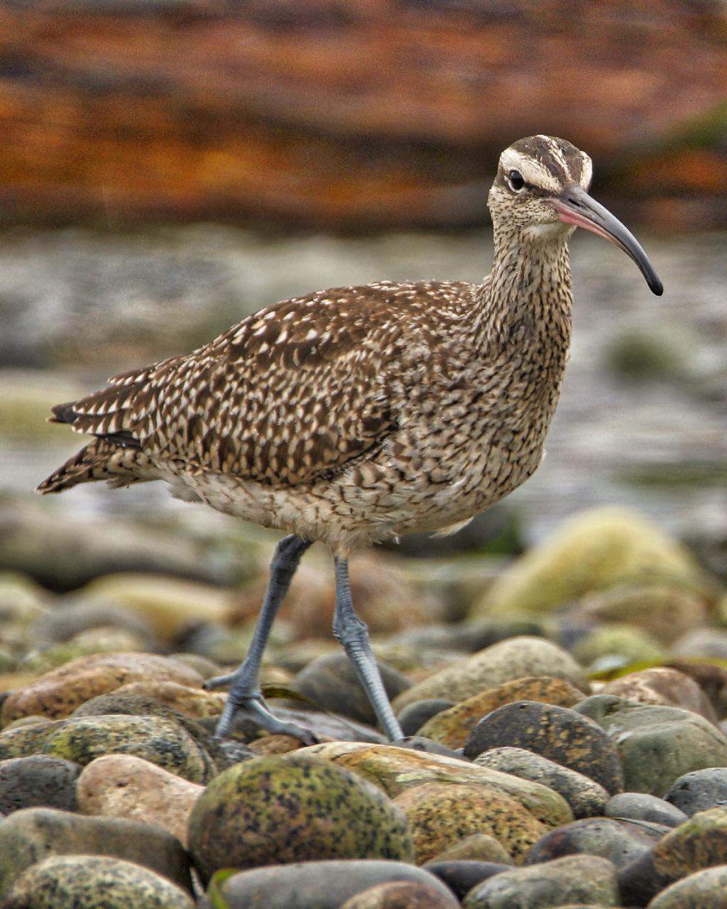 Whimbrel Photo by Brian Avent
