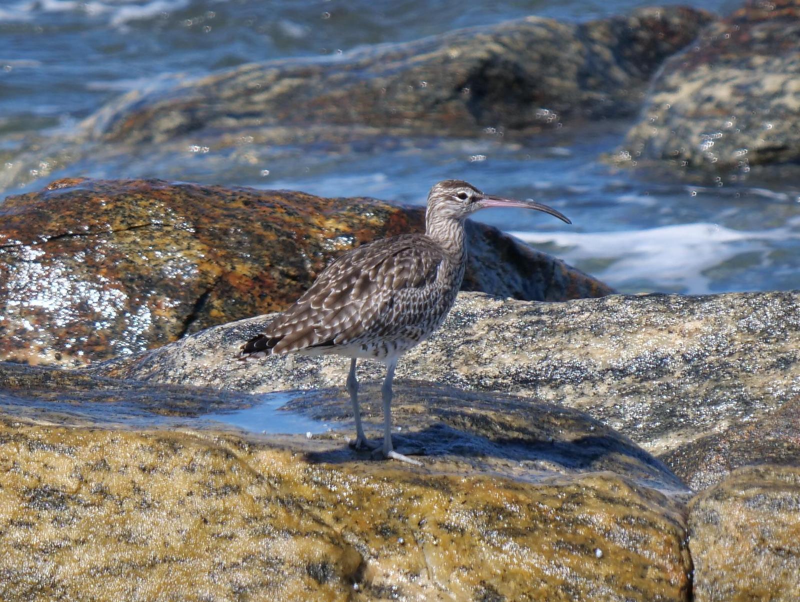 Whimbrel Photo by Peter Lowe