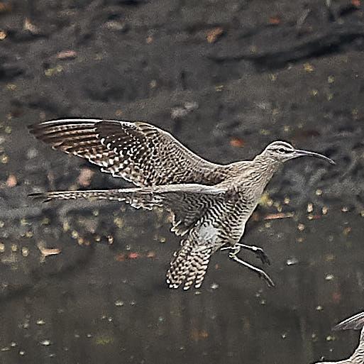 Whimbrel Photo by Steven Cheong