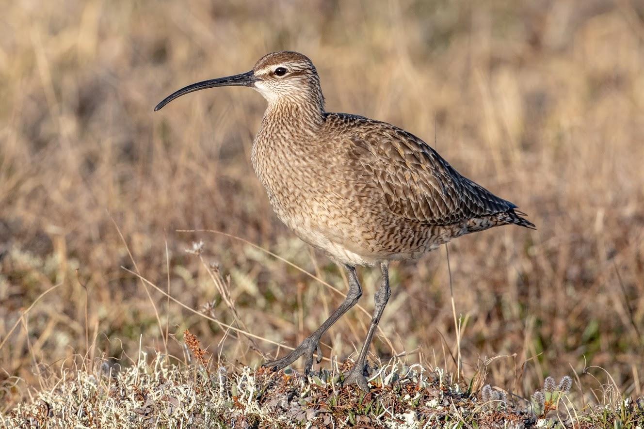 Whimbrel Photo by Kate Persons