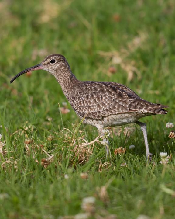 Whimbrel Photo by Mat Gilfedder