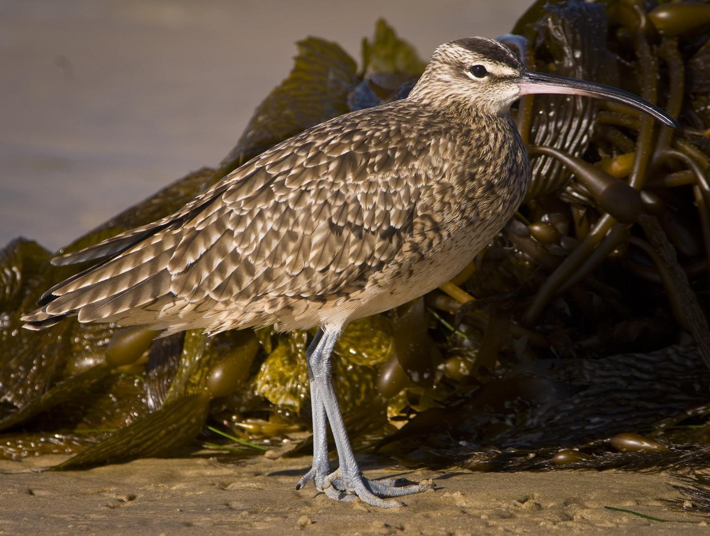 Whimbrel Photo by Pete Myers