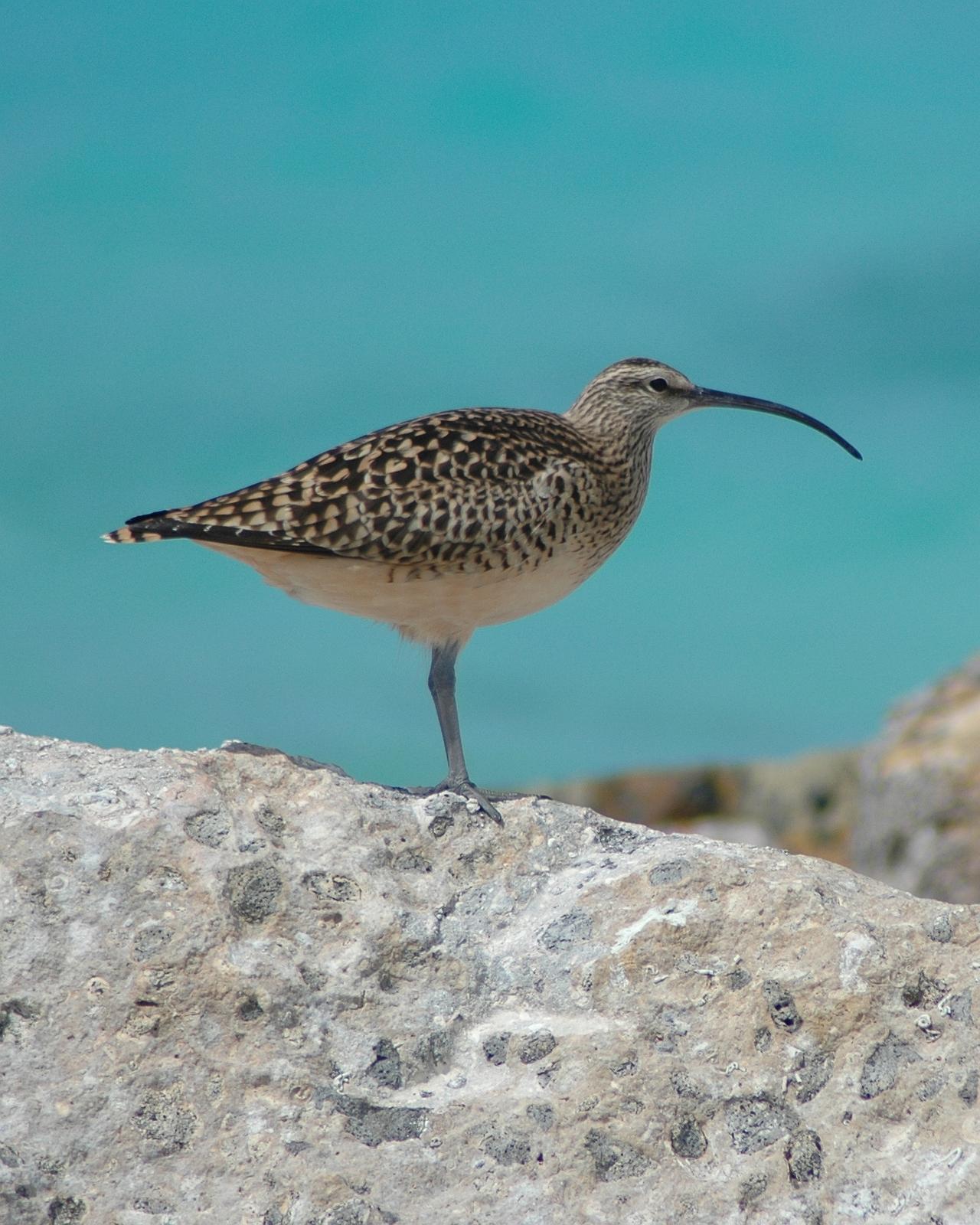 Bristle-thighed Curlew Photo by Steve Tucker